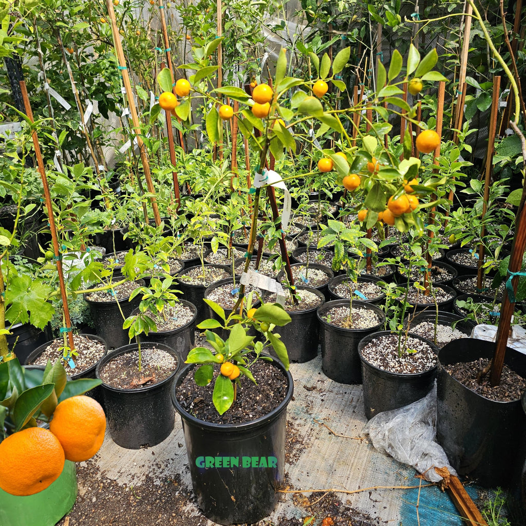 Grafted Kumquat Fruit Tree, Live Plant in Pot, (Grafted Nagami Sour -Semi Dwarf, 5 Gallon 2-3Feet Tall)