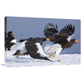 20 x 30 in. Stellers Sea Eagle Chasing Away Another Adult, Kamchatka, Russia Art Print - Sergey Gorshkov